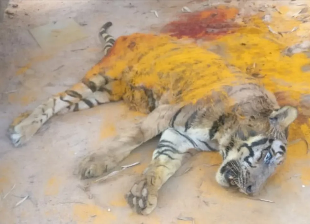  Royal Bengal Tiger dies at Nandankanan Zoo