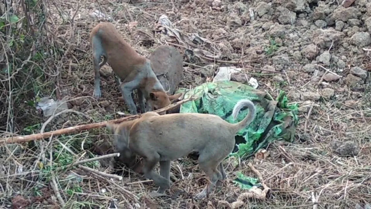  Odisha: Stray dogs nibble on body stashed in sack