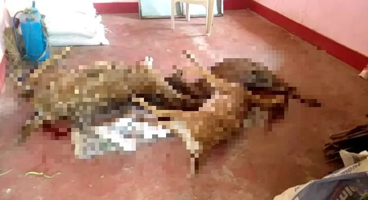  Train runs over three deer in Odisha's Jagatsinghpur