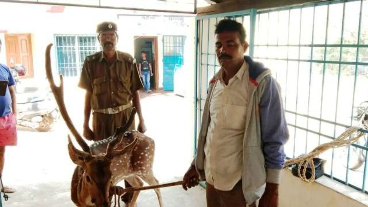  Wounded deer rescued in Odisha’s Jajpur 