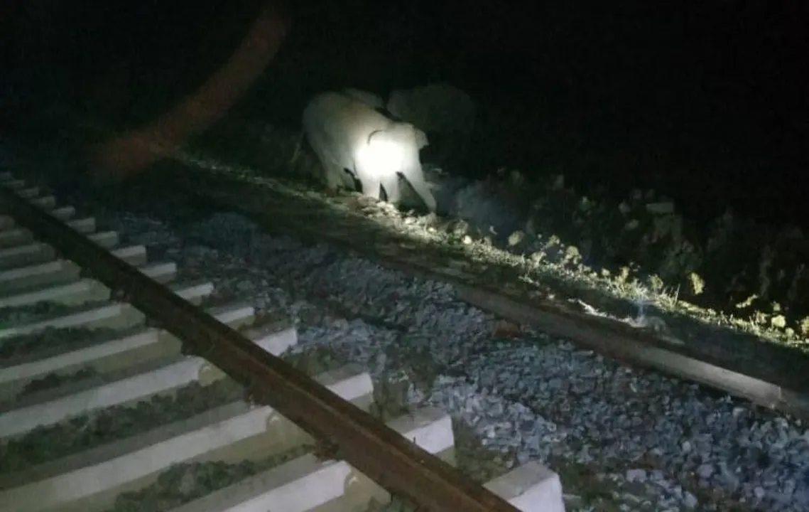  Elephant calf falls into trench, dies in Odisha's Sundargarh