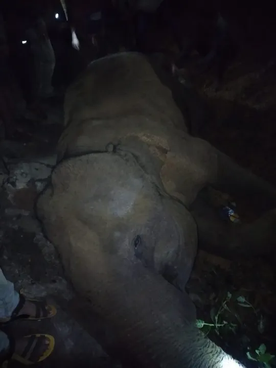  Train knocks female elephant to death in Odisha’s Dhenkanal