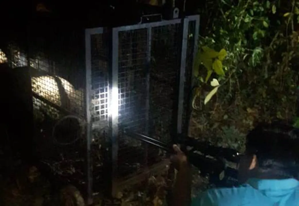  Finally, leopard captured near airport in Odisha capital