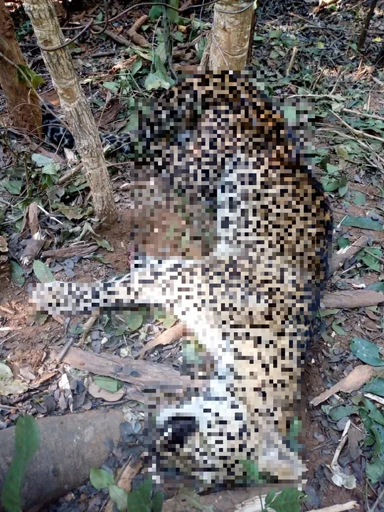  Leopard found dead near ordnance factory in Odisha's Balangir