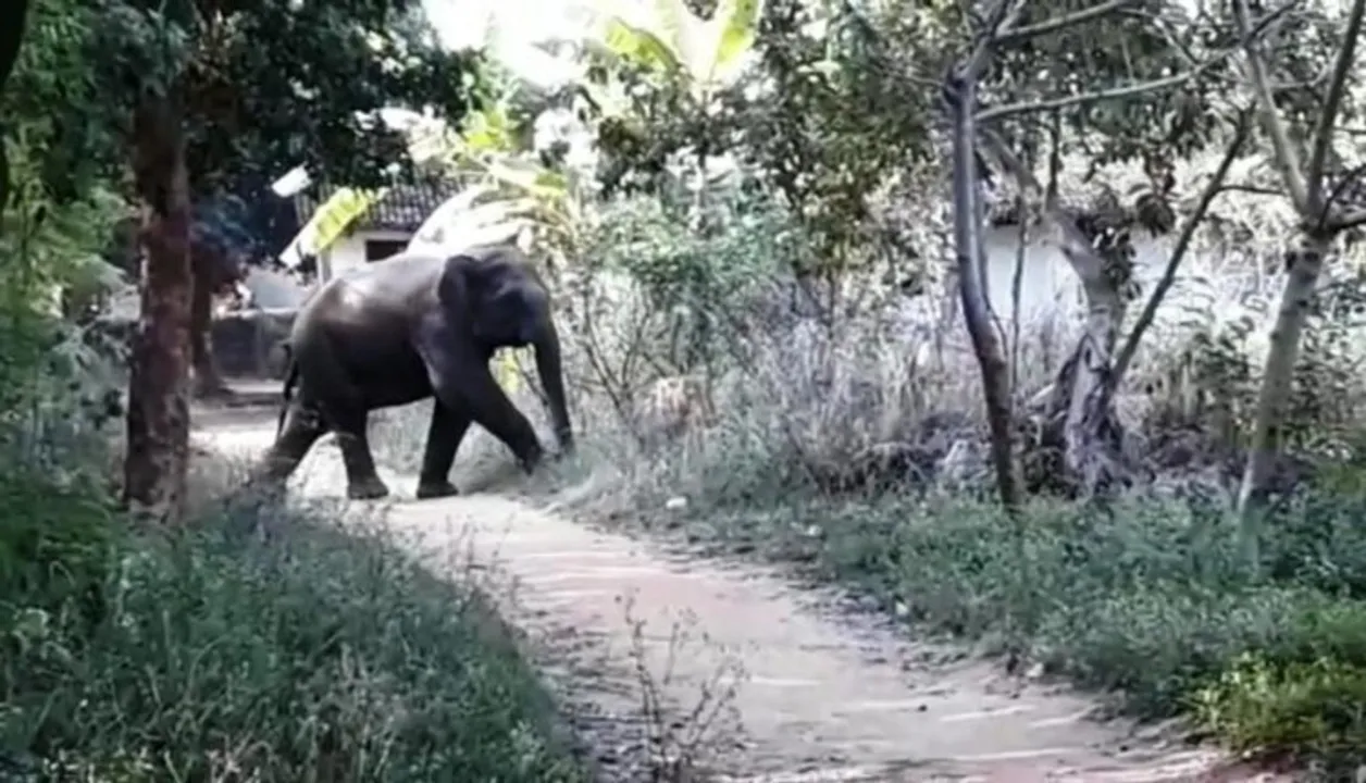  Elephant strays into Odisha's Sundargarh town, locals panic