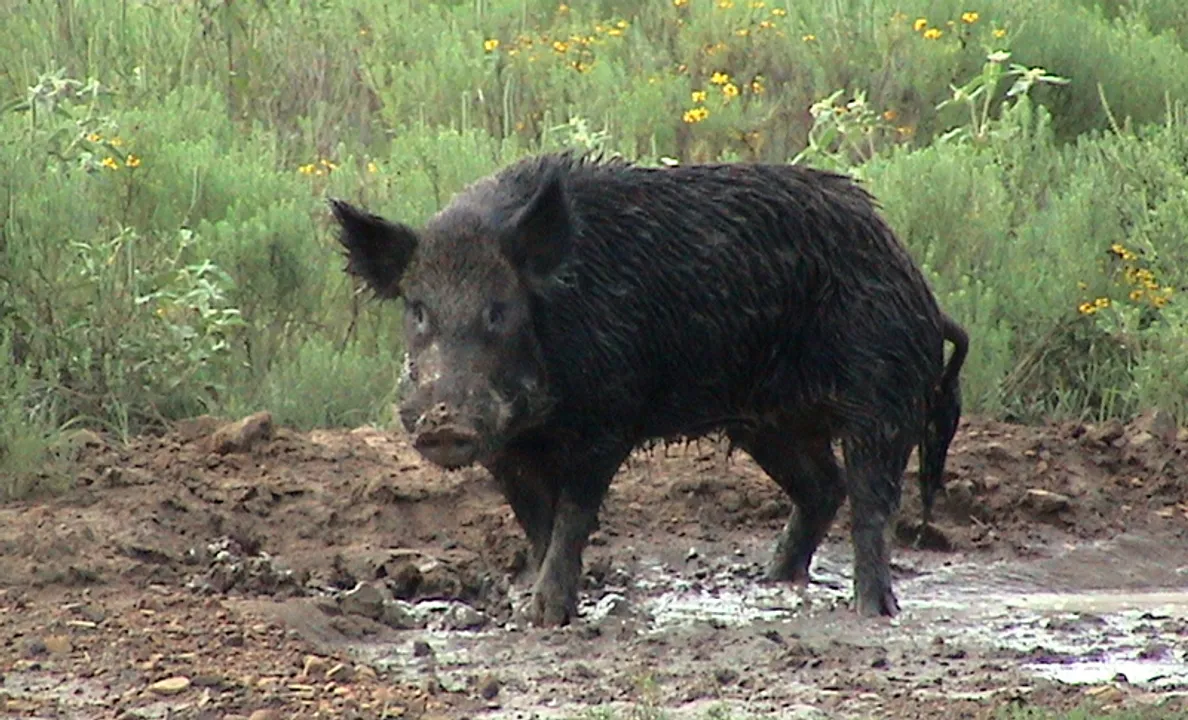  Two elderly persons injured in wild boar attack in Odisha's Jharsuguda