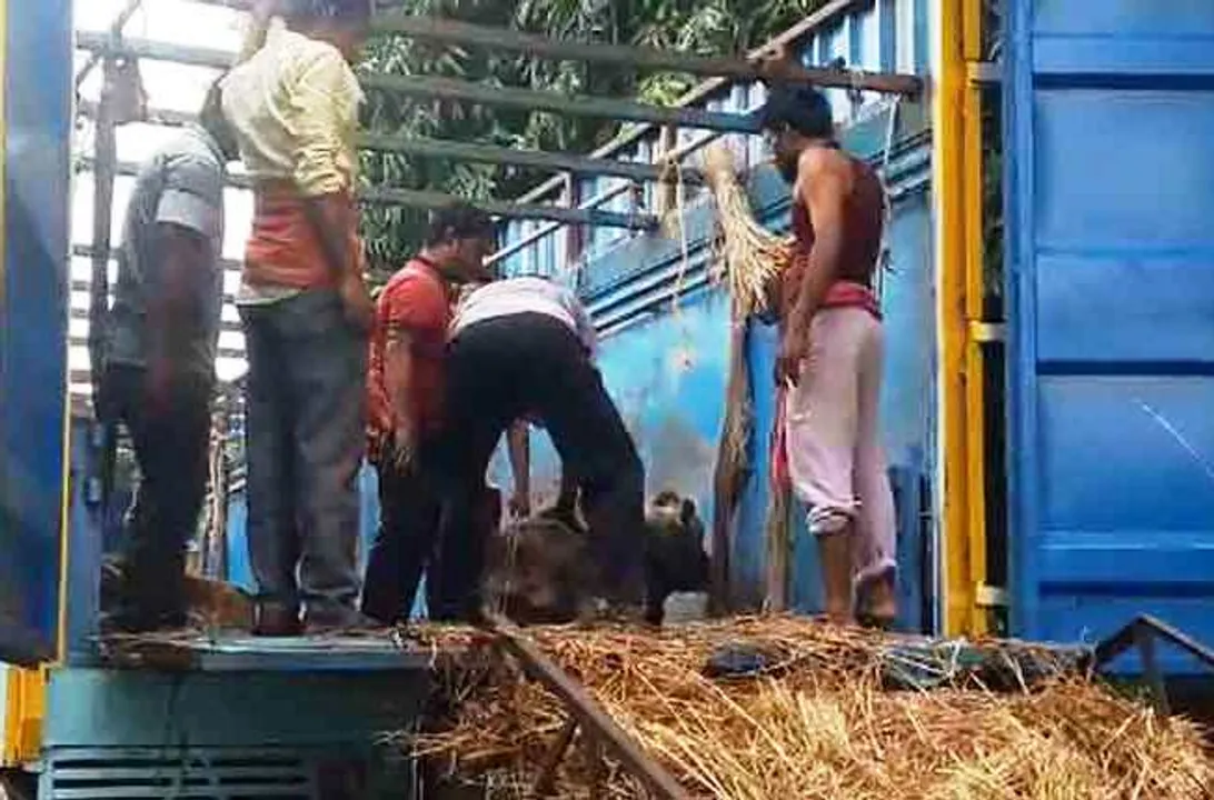  Over 100 cattle rescued while being trafficked to Kolkata from Odisha