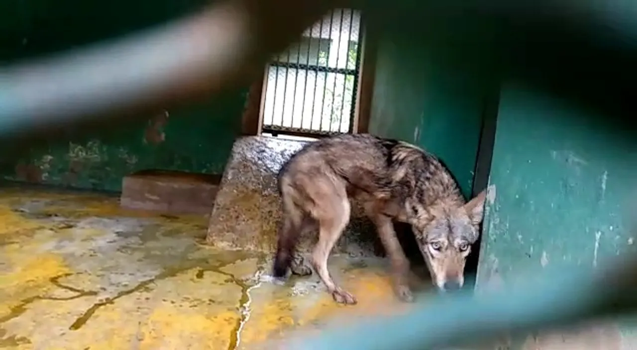  One of wolf pair translocated from Mysore in September 2018. 