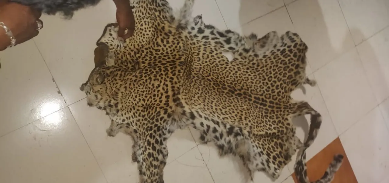  Leopard skin racket busted in Odisha; two smugglers abscond