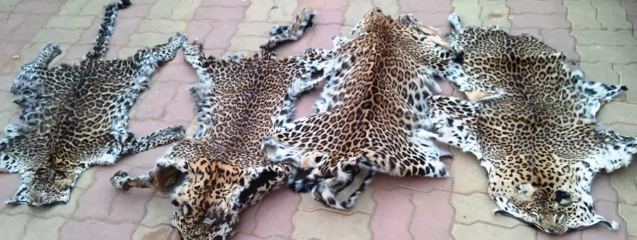  Leopard skin racket busted in Odisha, 7 arrested