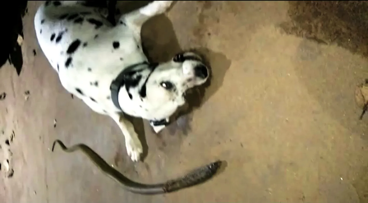  Pet dog dies fighting with cobra to save master’s family in Odisha