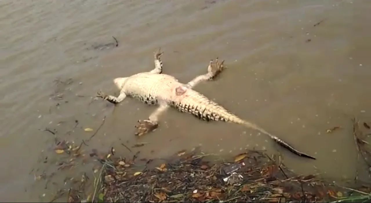  Odisha: 10-ft crocodile found dead in Brahmani river