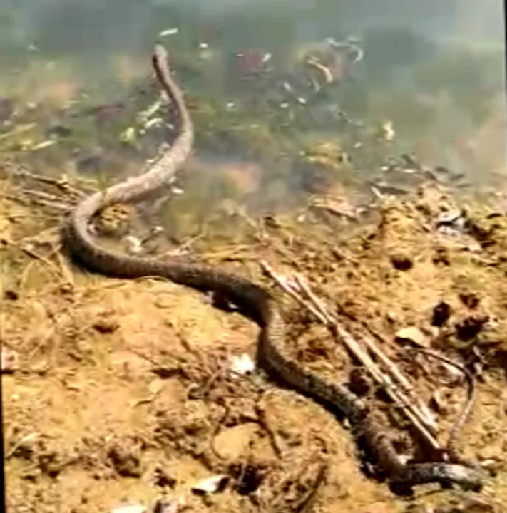  Watch video: 13-feet-long King Cobra caught in Odisha's Ganjam