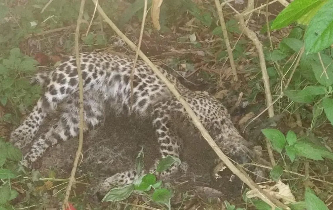 Young leopard found dead in Odisha's Similipal