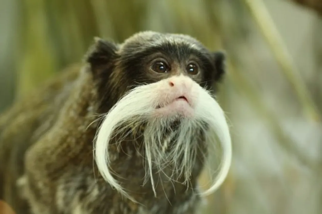 Rare Tamarin monkey dies in Odisha's Nandankanan