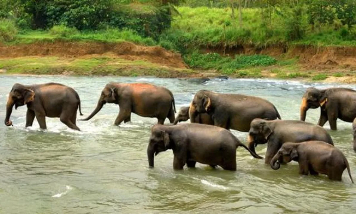  Five trampled to death by elephant herd in Odisha