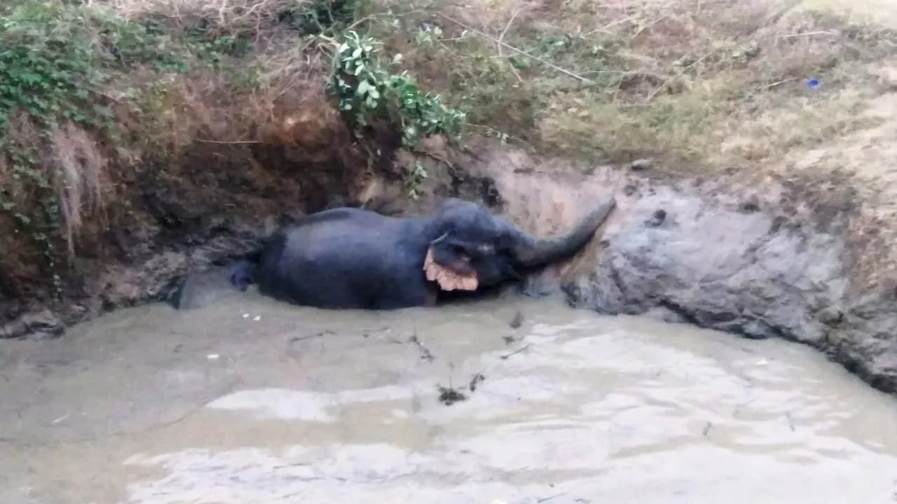  Elephant, calf rescued after falling into well in Odisha. [Watch]