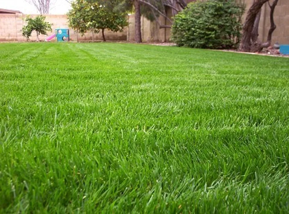  Grass pollen can help predict asthma, hay fever