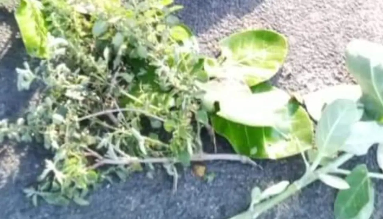  Stray dogs feed on stillborn baby in Odisha