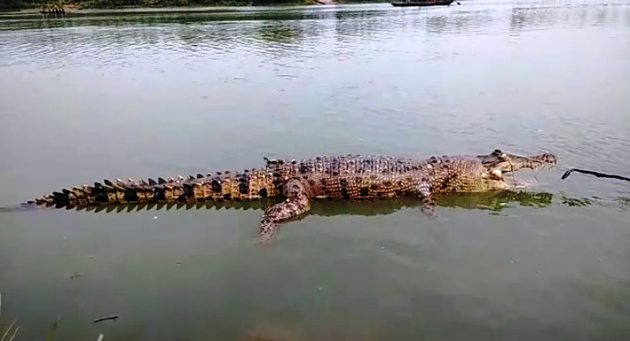  Crocodile found dead on Odisha river banks