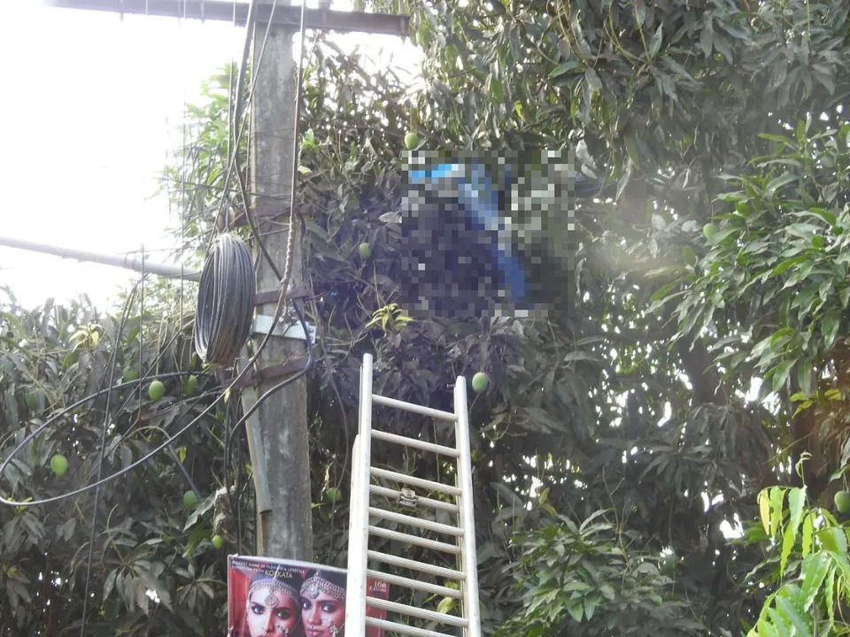  Youth electrocuted while plucking mango in Odisha capital