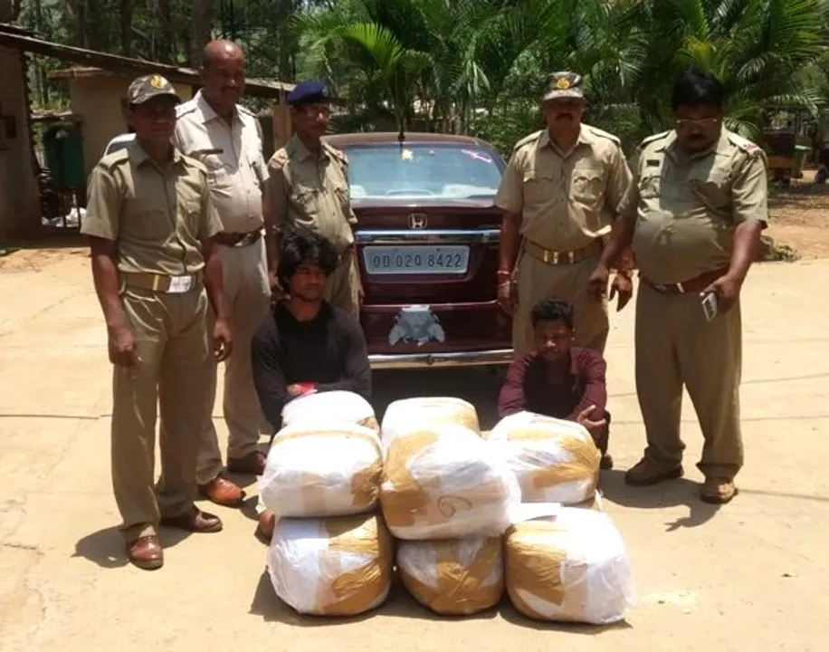  1500 kg ganja seized in Odisha's Koraput; 6 held