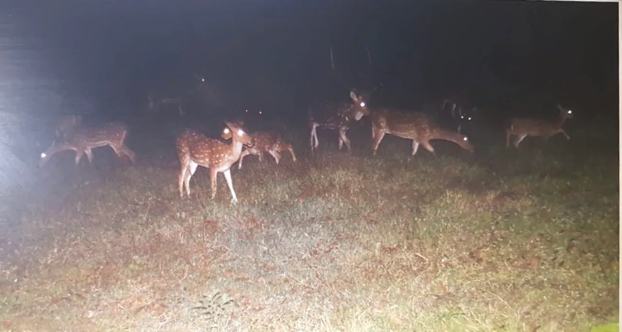  2 weeks after FANI, deer spotted in worst hit Balukhanda sanctuary