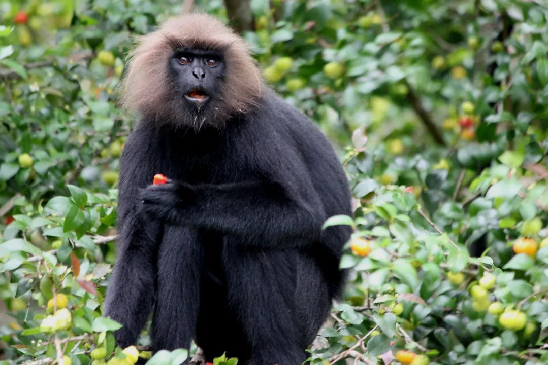  Lone Nilgiri Langur at Odisha’s Nandankanan Zoo dies