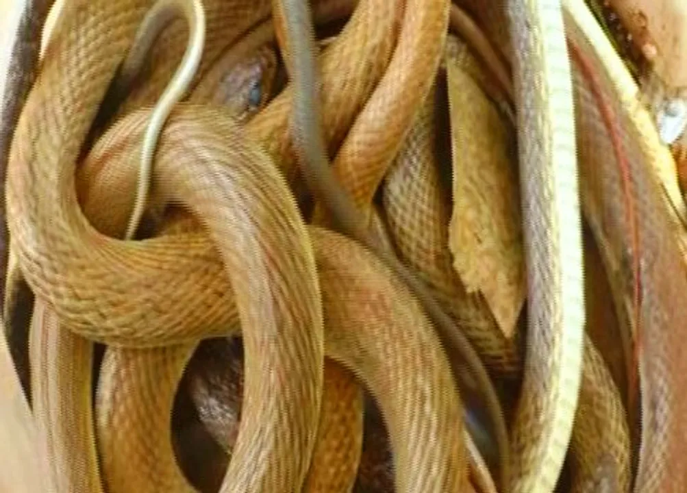  Cobra, 13 hatchlings rescued from house in Odisha's Jajpur
