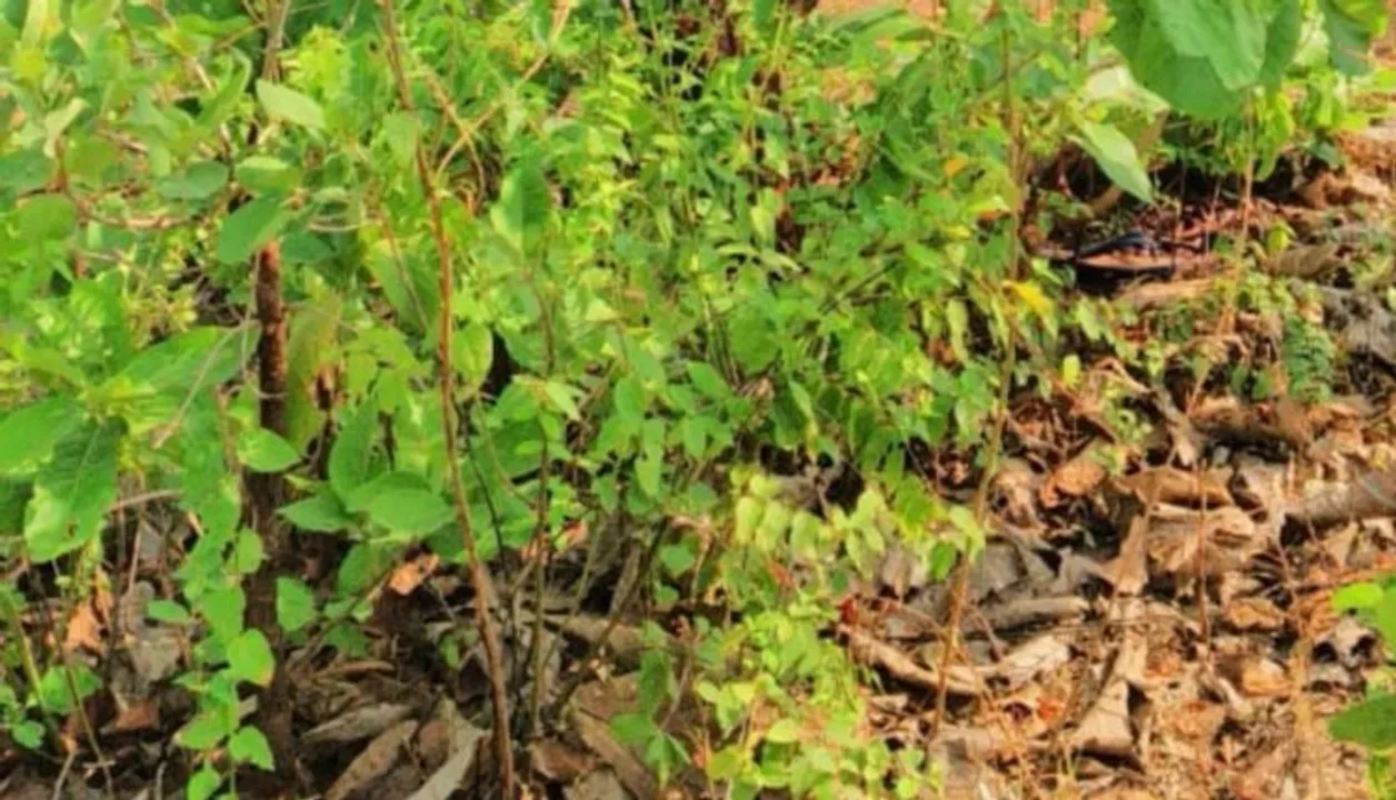  Missing elderly man found dead atop hill in Jeypore; murder suspected