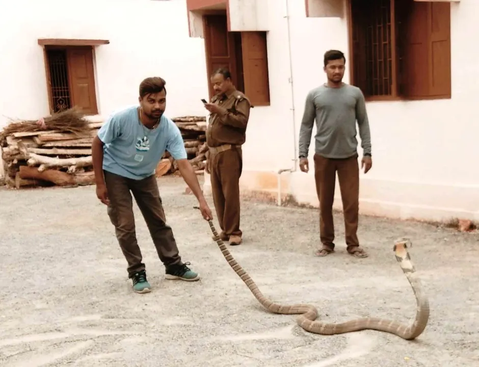  10-ft King Cobra rescued from house in Ganjam  