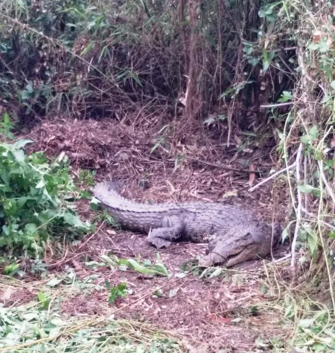  [Watch]: Odisha villagers catch giant crocodile, recover over 60 eggs