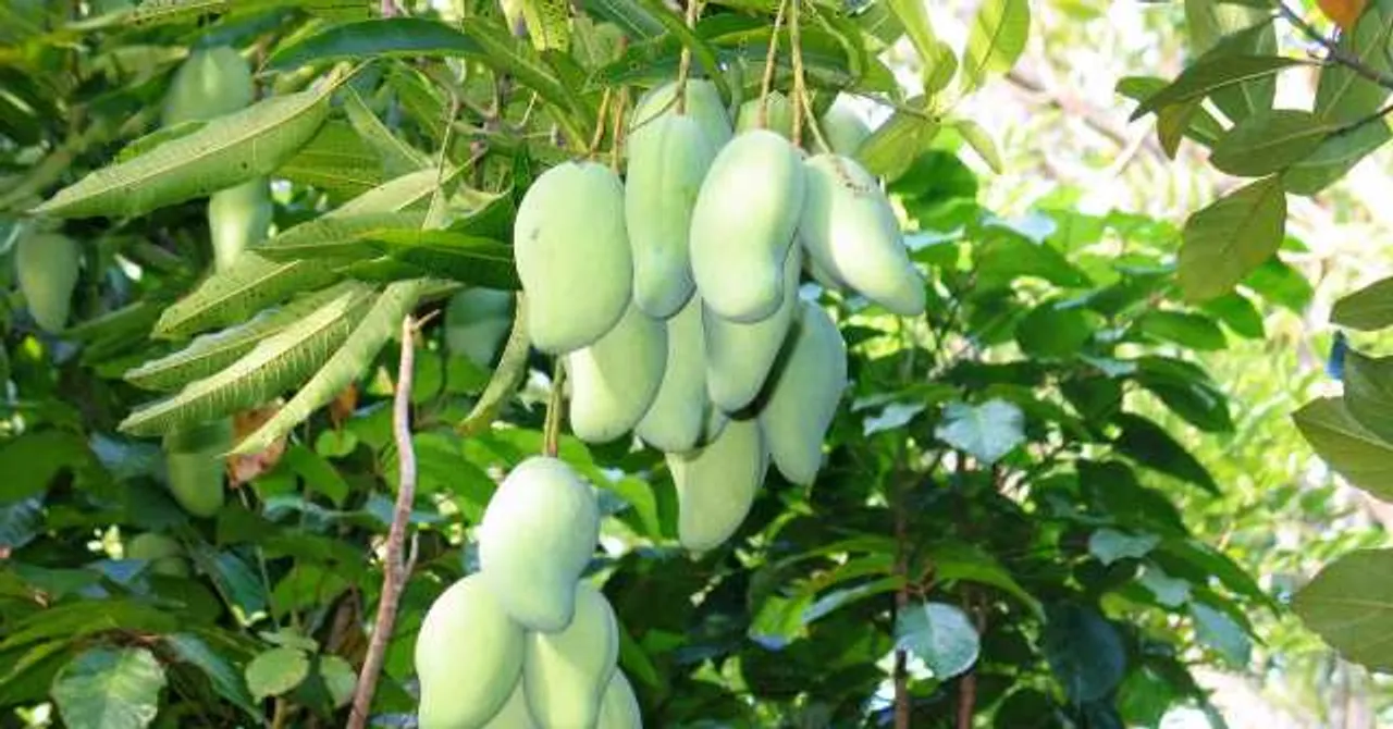  Odisha couple electrocuted while plucking mangoes