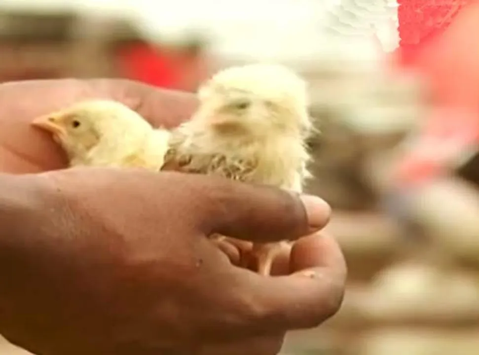  Odisha announces special package for street vendors, poultry farmers affected by Fani