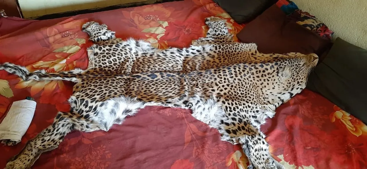  7-feet-long leopard skin seized in Odisha; 3 poachers held  