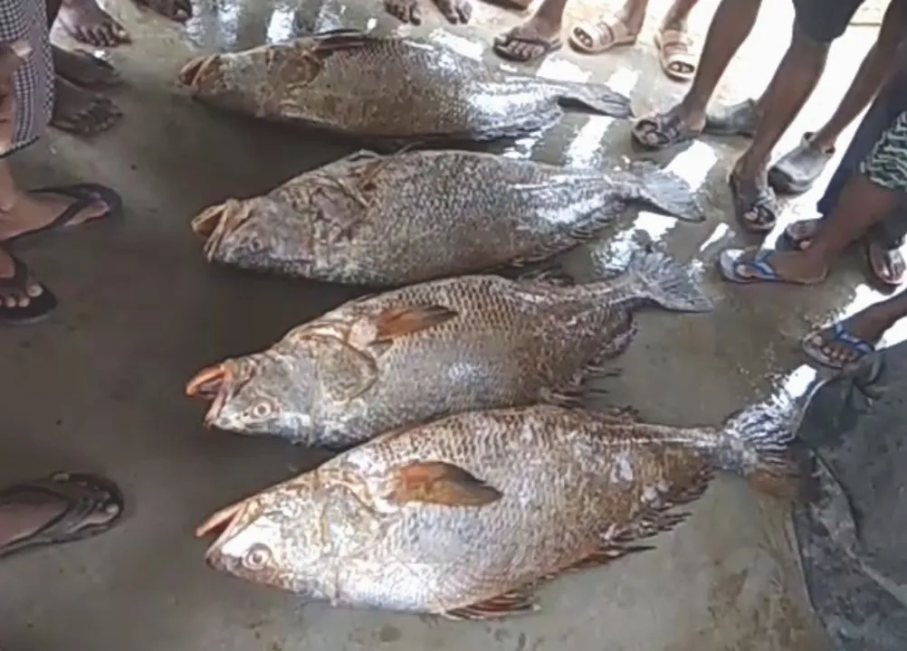  Odisha fishermen hit jackpot, sell catch at whopping Rs 1.80 lakh