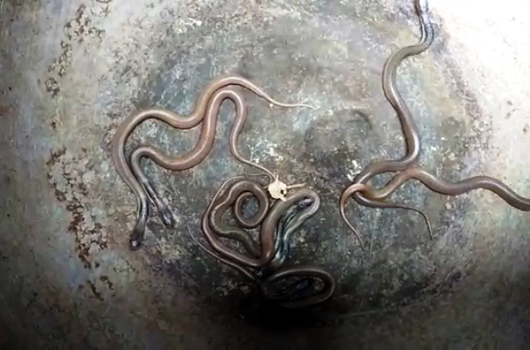  Cobra, 24 hatchlings rescued in Odisha's Bhadrak