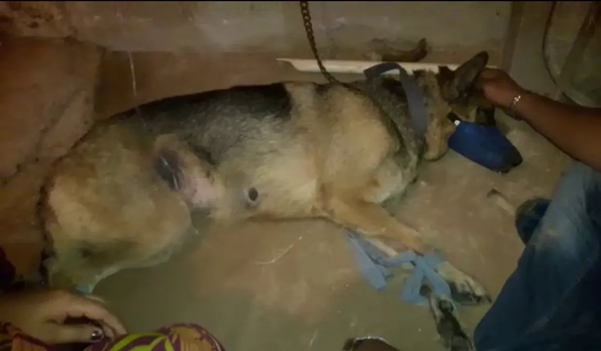  Odisha: Dog fights off cobra to save master