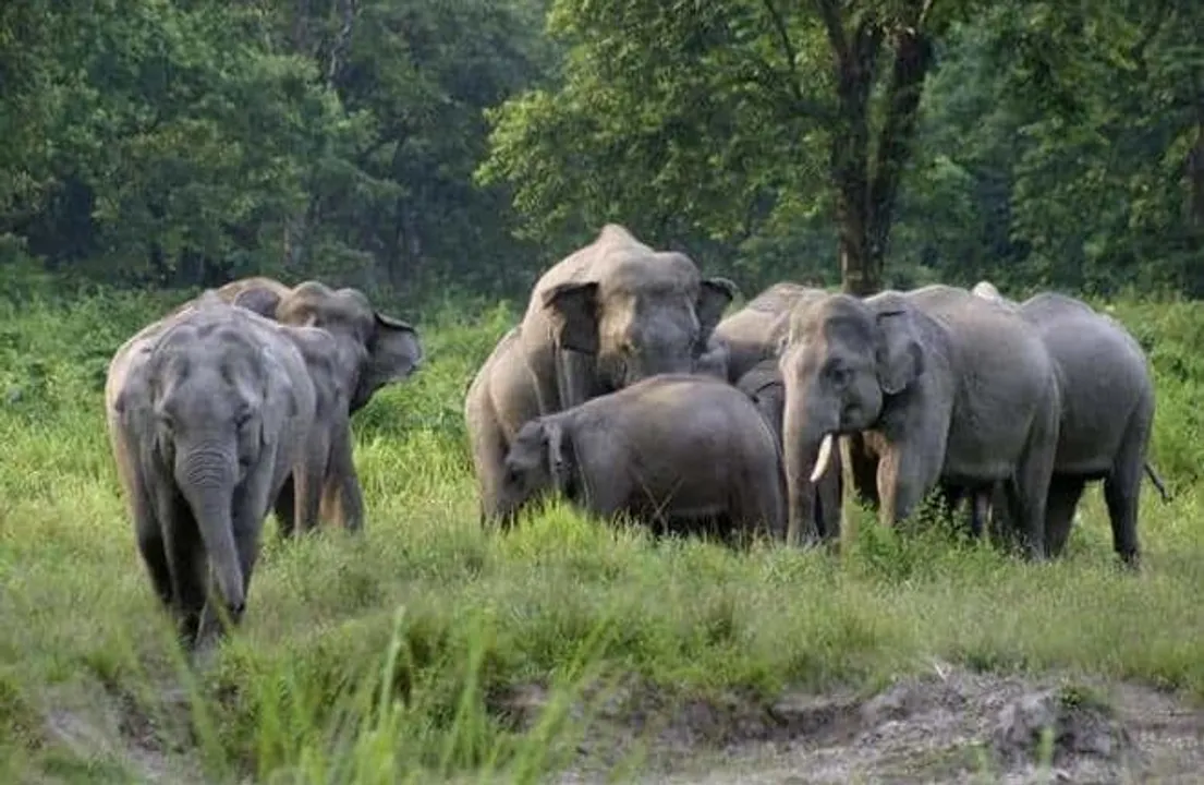  Here're new guidelines on elephant monitoring mechanism in Odisha
