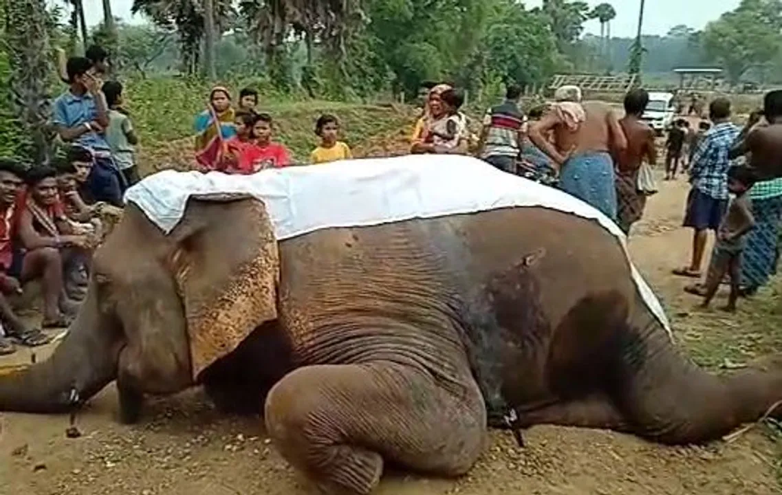  Elephant dies in train accident in Odisha's Dhenkanal