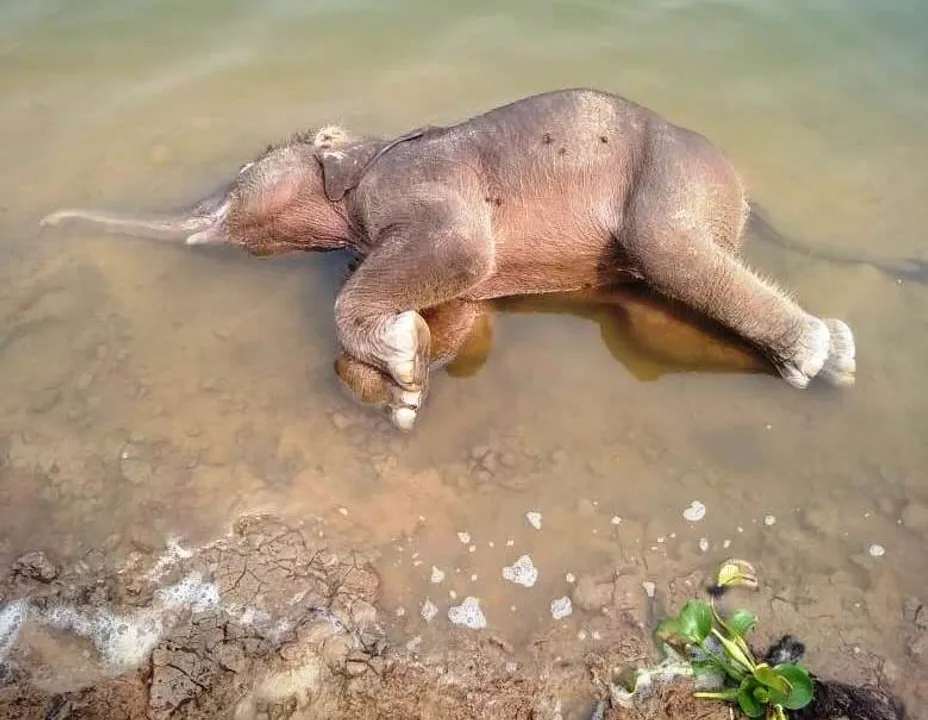  Elephant calf drowns in Mahanadi in Odisha's Jharsuguda