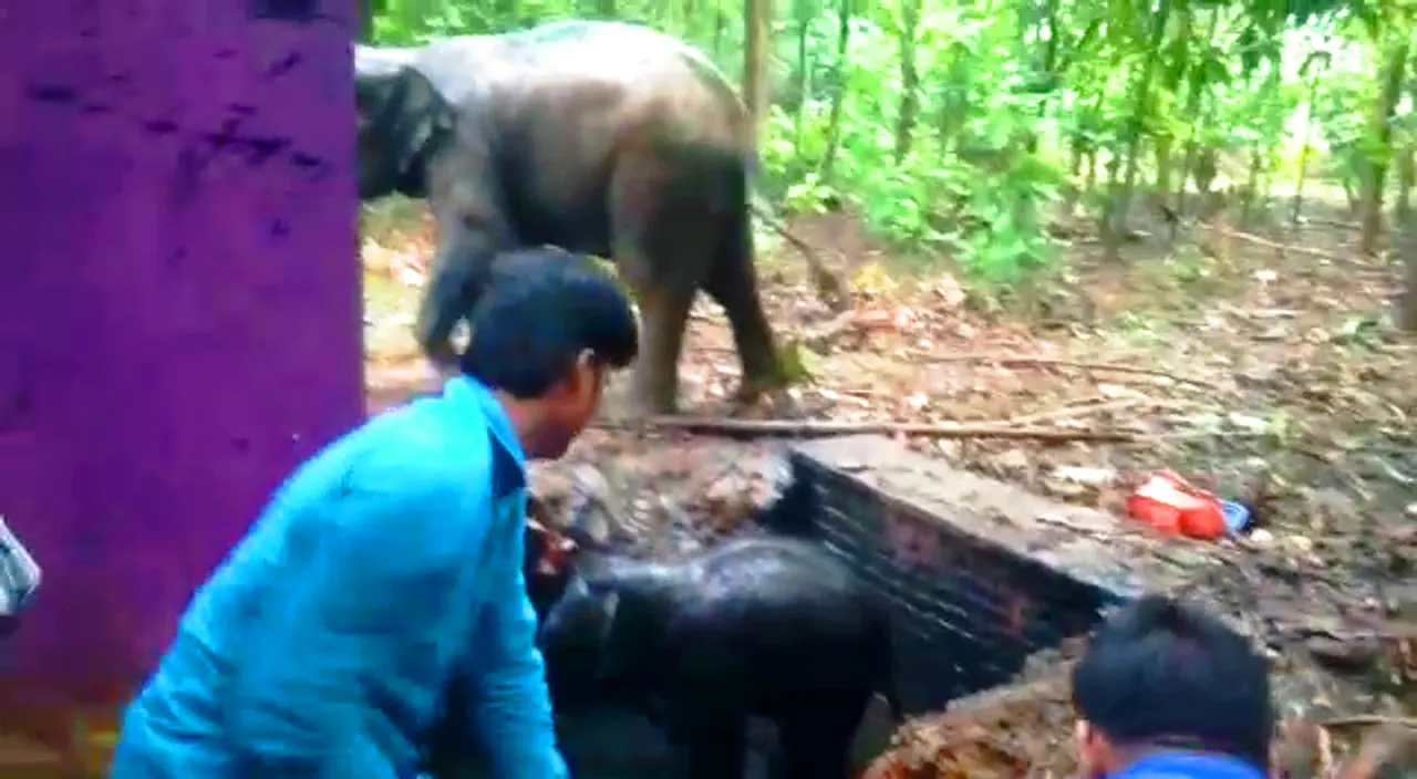  Elephant, calf fall into septic tank in Odisha; rescued     