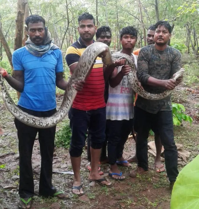  10-ft-long python rescued in Odisha