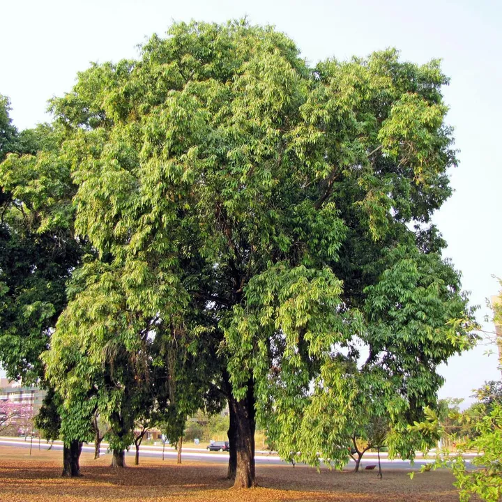  Govt plans to plant cyclone resistant trees in Odisha capital