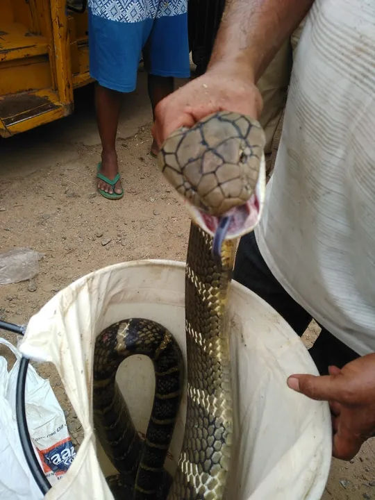  [Watch]: 15-ft-long king cobra rescued from house in Odisha