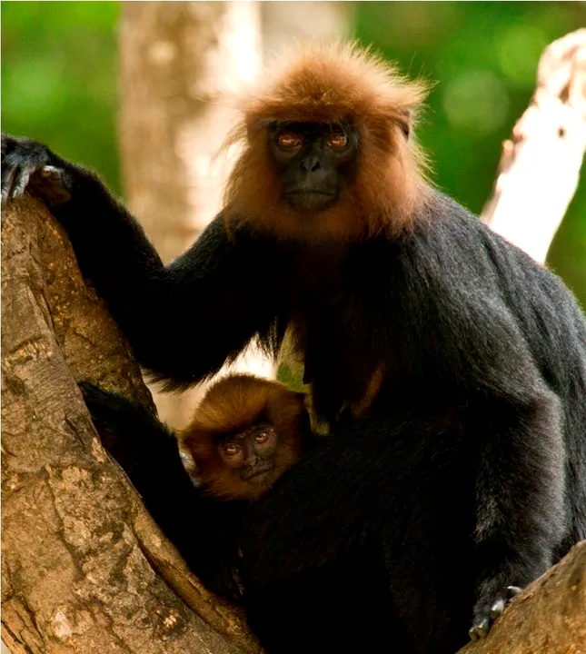  Baby langur with mother (Representative) 
