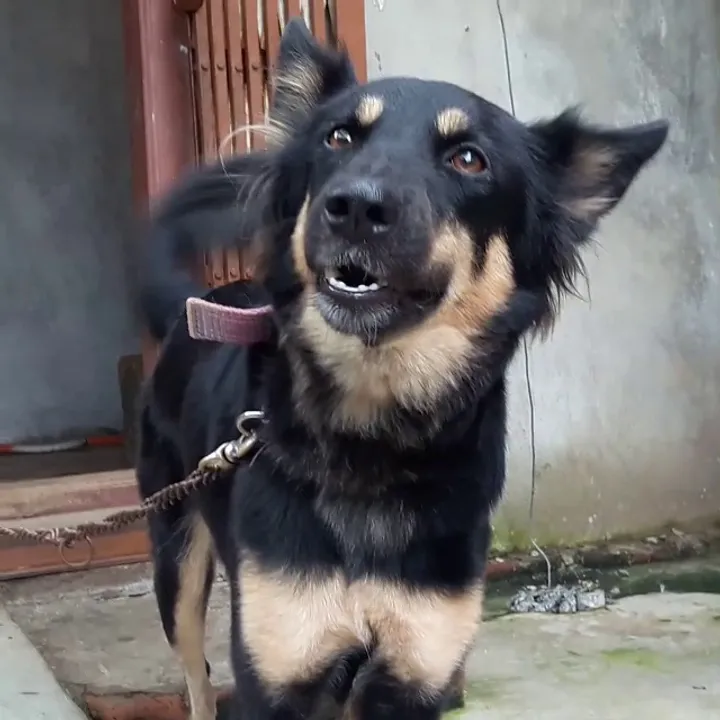  'Geli' who saved master's family from cobra. 
