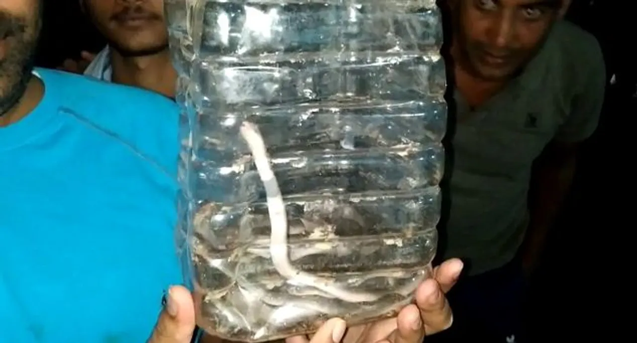  Cobra, 22 hatchlings rescued in Odisha's Nabarangpur