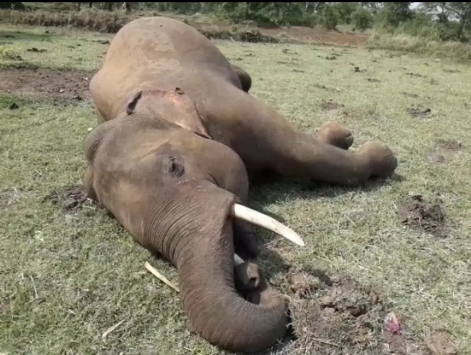  Poachers' live wire trap kills tusker in Odisha