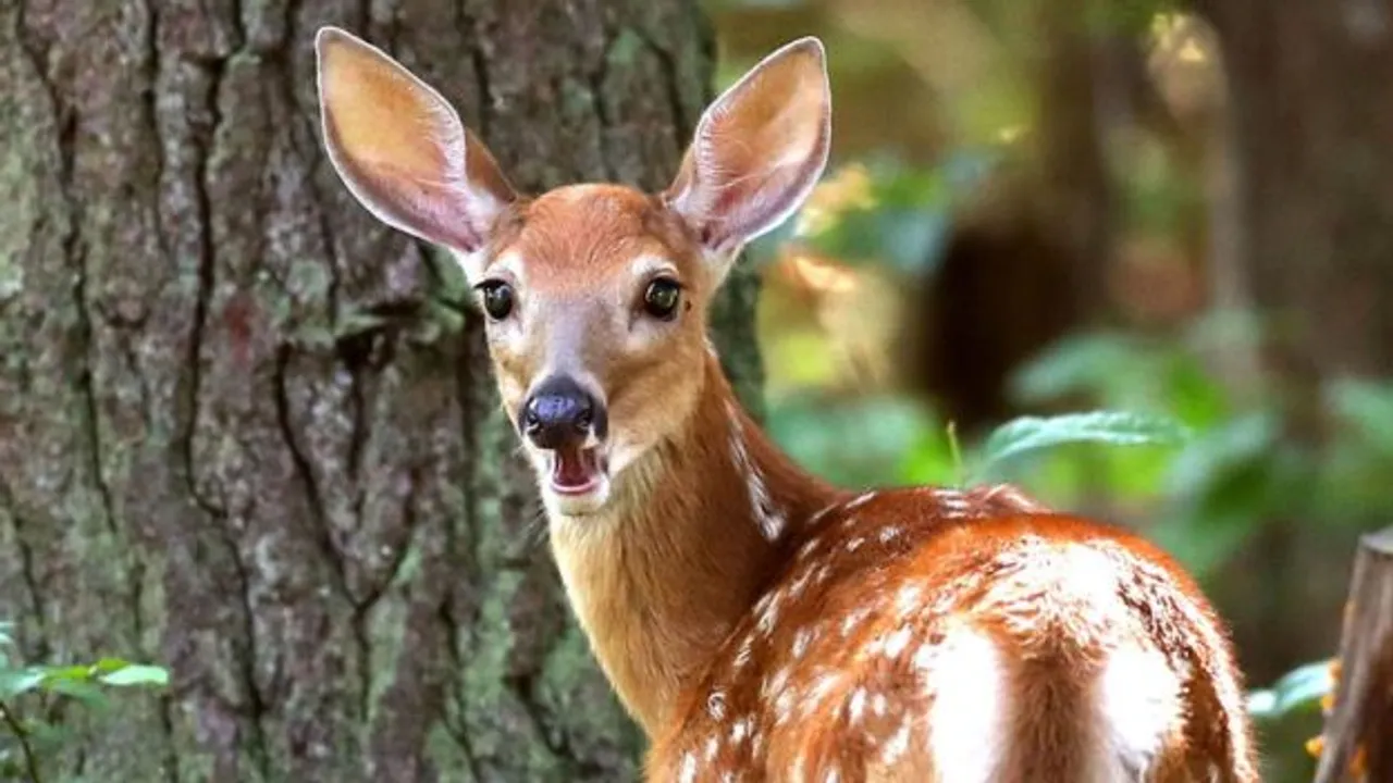  Deer most hunted animal in Odisha: Minister